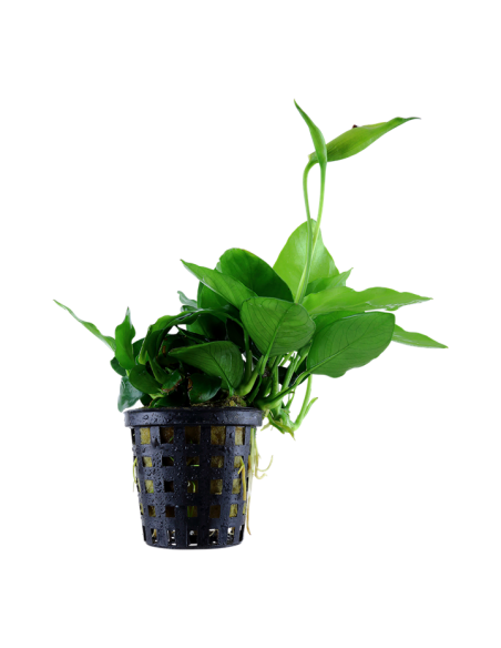 Anubias barteri var. nana 'Large'- Tropica Tropica - 1
