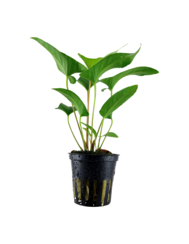 Anubias gracilis- Tropica Tropica - 1