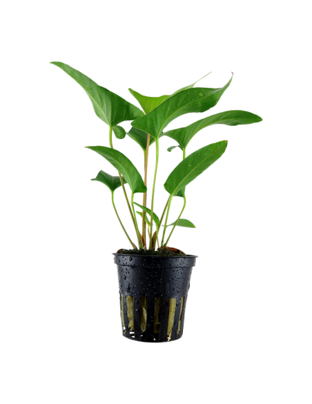 Anubias gracilis- Tropica Tropica - 1