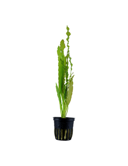 Aponogeton crispus- Tropica Tropica - 1