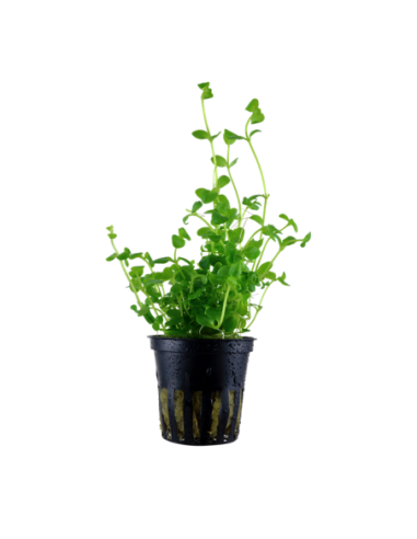 Bacopa australis- Tropica Tropica - 1
