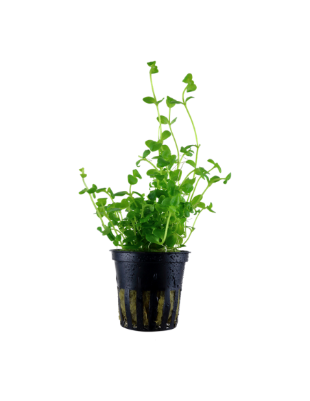 Bacopa australis- Tropica Tropica - 1
