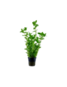 Bacopa caroliniana - Tropica Tropica - 1