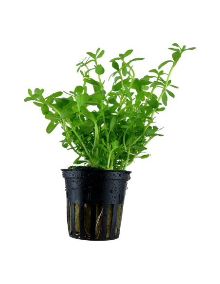 Bacopa monnieri 'Compact'- Tropica Tropica - 1