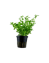 Bacopa monnieri 'Compact' - Tropica Tropica - 1
