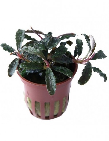 Bucephalandra 'Kedagang'- Tropica Tropica - 1