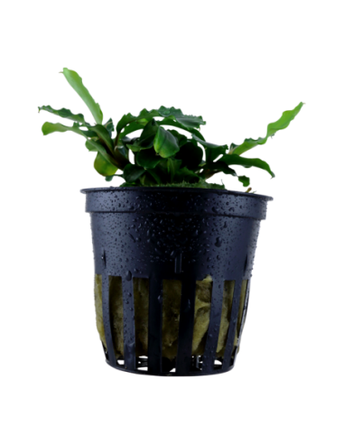 Bucephalandra pygmaea 'Bukit Kelam'- Tropica Tropica - 1