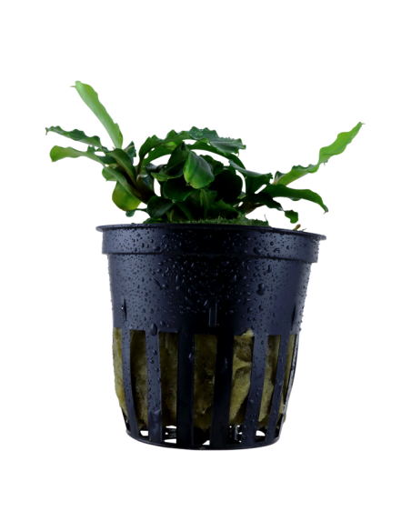 Bucephalandra pygmaea 'Bukit Kelam'- Tropica Tropica - 1