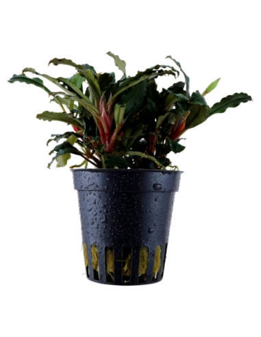 Bucephalandra sp. 'Red'- Tropica Tropica - 1