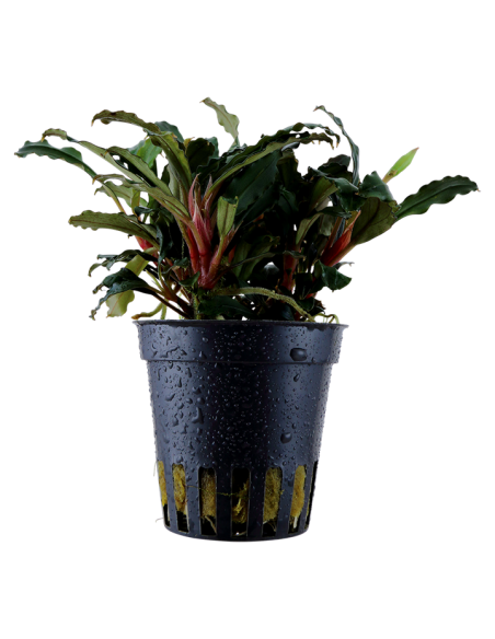 Bucephalandra sp. 'Red'- Tropica Tropica - 1