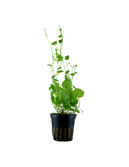 Cardamine lyrata- Tropica Tropica - 1