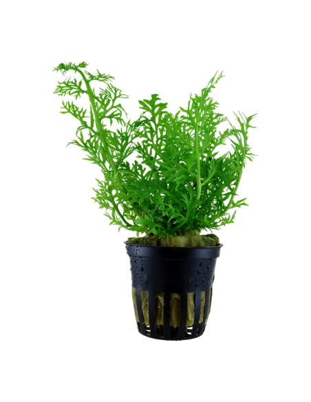 Ceratopteris thalictroides- Tropica Tropica - 1