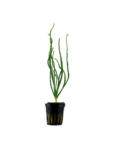 Crinum calamistratum- Tropica Tropica - 1
