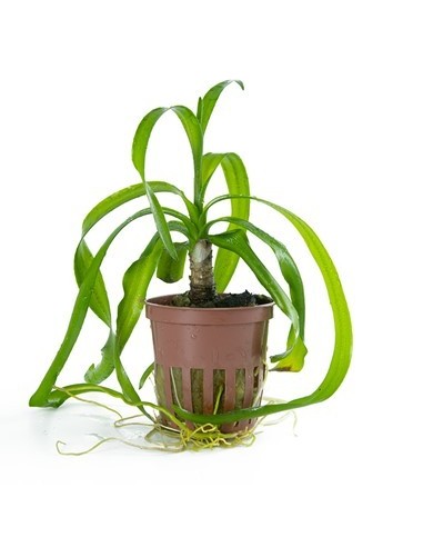Crinum thaianum- Tropica Tropica - 1