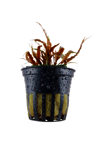 Cryptocoryne albida 'Brown'- Tropica Tropica - 1
