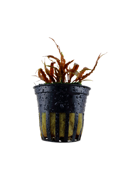 Cryptocoryne albida 'Brown'- Tropica Tropica - 1