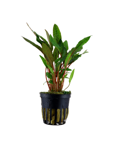 Cryptocoryne beckettii 'Petchii'- Tropica Tropica - 1