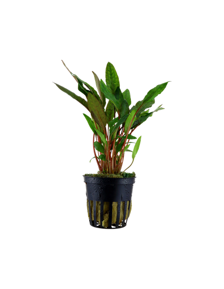 Cryptocoryne beckettii 'Petchii'- Tropica Tropica - 1