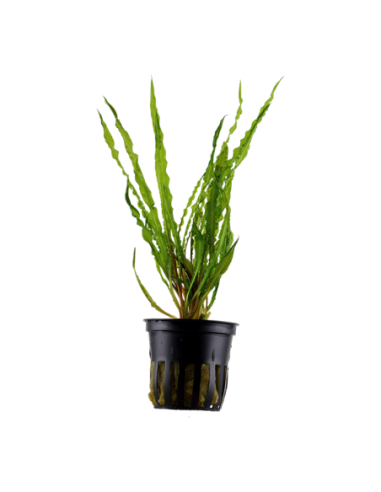 Cryptocoryne crispatula- Tropica Tropica - 1