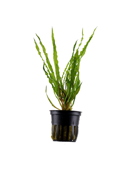 Cryptocoryne crispatula- Tropica Tropica - 1