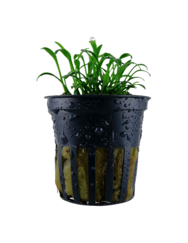 Cryptocoryne parva- Tropica Tropica - 1