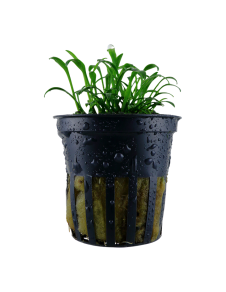 Cryptocoryne parva- Tropica Tropica - 1