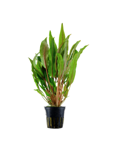 Cryptocoryne undulata 'Broad Leaves'- Tropica Tropica - 1