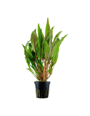 Cryptocoryne undulata 'Broad Leaves'- Tropica Tropica - 1