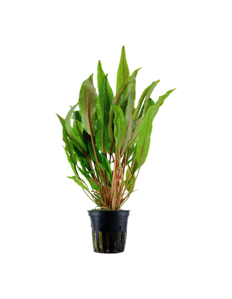 Cryptocoryne undulata 'Broad Leaves'- Tropica Tropica - 1