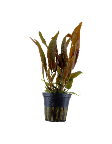 Cryptocoryne usteriana- Tropica Tropica - 1