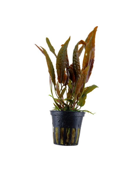 Cryptocoryne usteriana- Tropica Tropica - 1