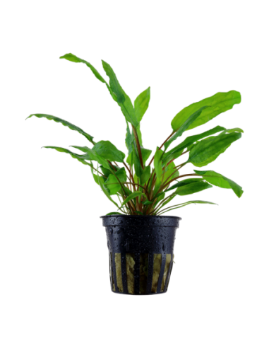 Cryptocoryne wendtii 'Green'- Tropica Tropica - 1