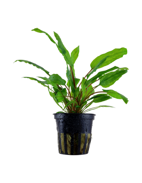Cryptocoryne wendtii 'Green'- Tropica Tropica - 1