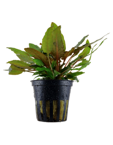 Cryptocoryne wendtii 'Tropica'- Tropica Tropica - 1