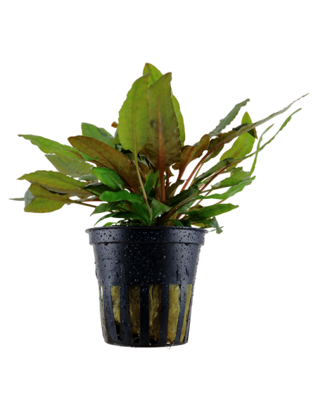 Cryptocoryne wendtii 'Tropica'- Tropica Tropica - 1