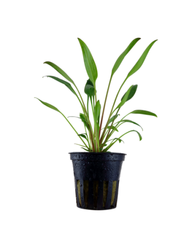 Cryptocoryne x willisii- Tropica Tropica - 1