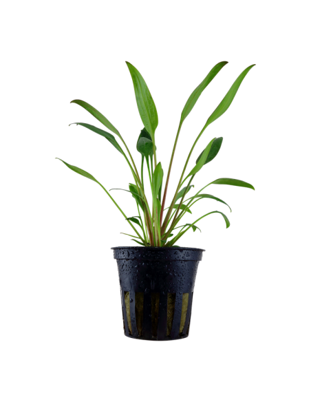 Cryptocoryne x willisii- Tropica Tropica - 1