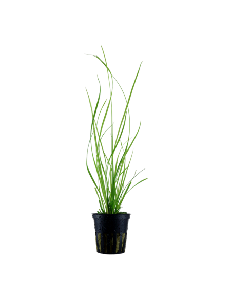 Cyperus helferi- Tropica Tropica - 1