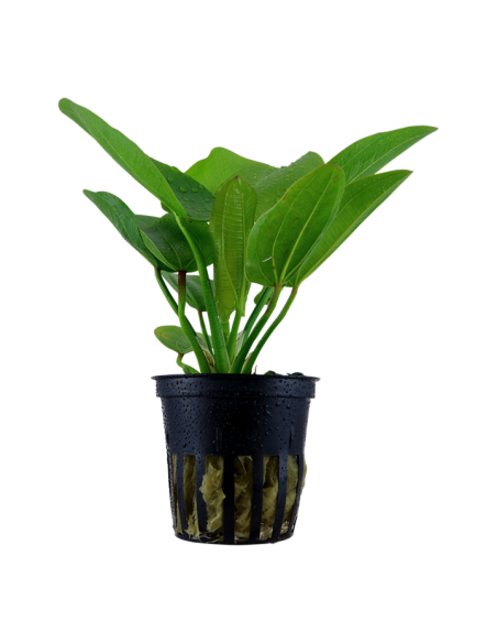 Echinodorus 'Aquartica'- Tropica Tropica - 1