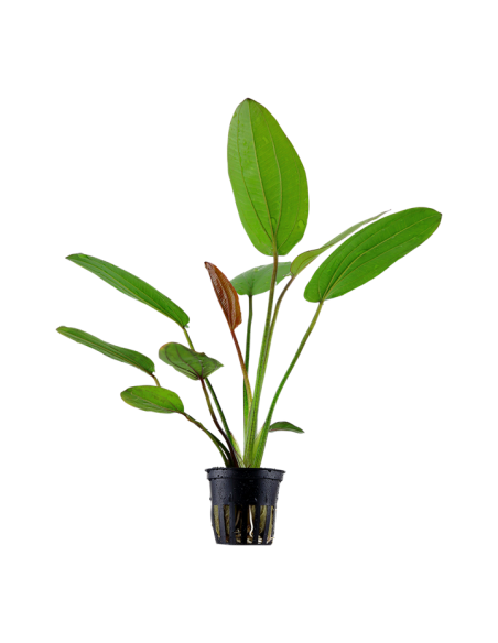 Echinodorus 'Barthii'- Tropica Tropica - 1
