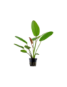 Echinodorus 'Barthii'- Tropica Tropica - 1
