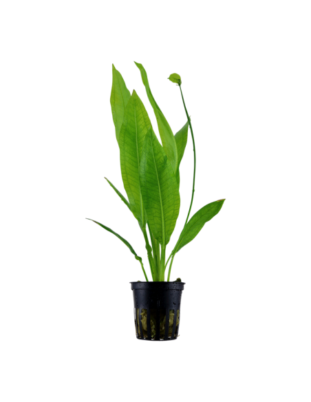 Echinodorus grisebachii 'Bleherae'- Tropica Tropica - 1