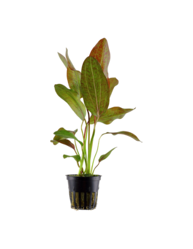 Echinodorus 'Ozelot'- Tropica Tropica - 1