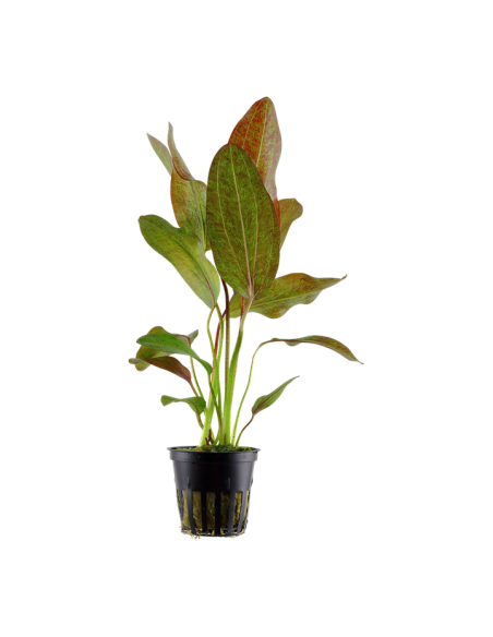 Echinodorus 'Ozelot'- Tropica Tropica - 1