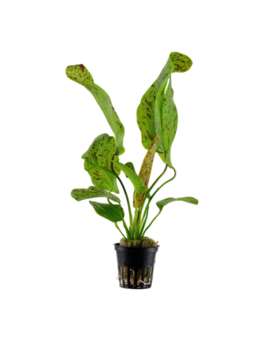 Echinodorus 'Ozelot Green'- Tropica Tropica - 1