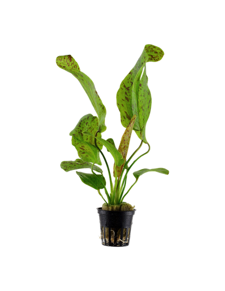 Echinodorus 'Ozelot Green'- Tropica Tropica - 1