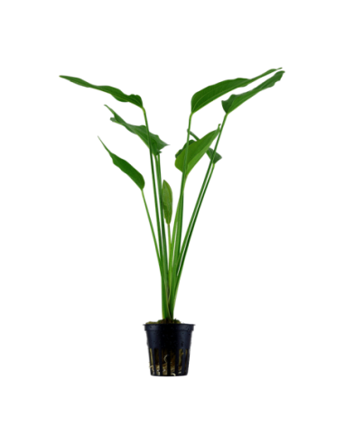 Echinodorus palifolius- Tropica Tropica - 1