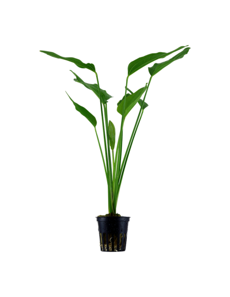 Echinodorus palifolius- Tropica Tropica - 1