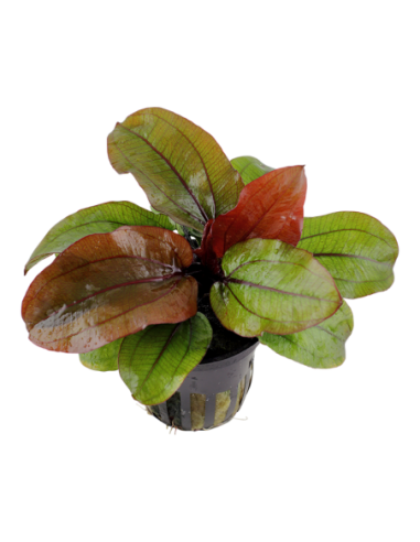 Echinodorus 'Reni'- Tropica Tropica - 1