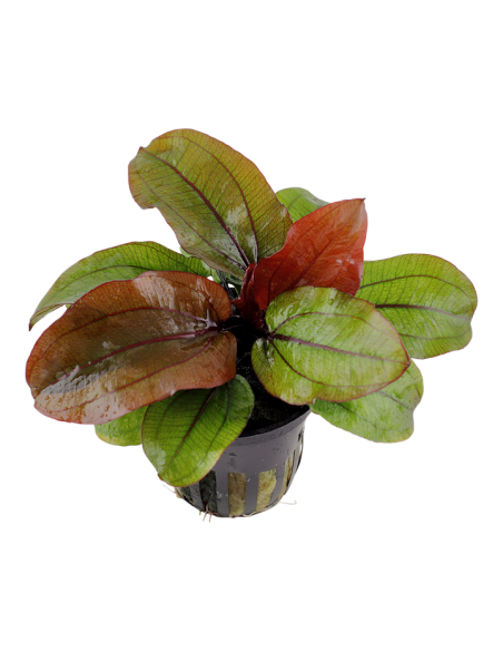 Echinodorus 'Reni'- Tropica Tropica - 1